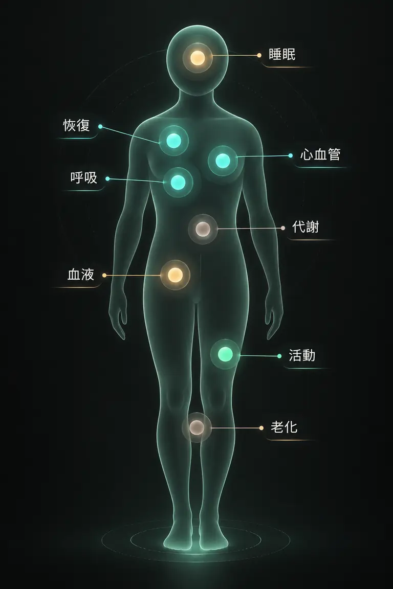 Bio2Twin 個人身體系統總覽：睡眠、恢復、呼吸、心血管、代謝、血液、活動與老化